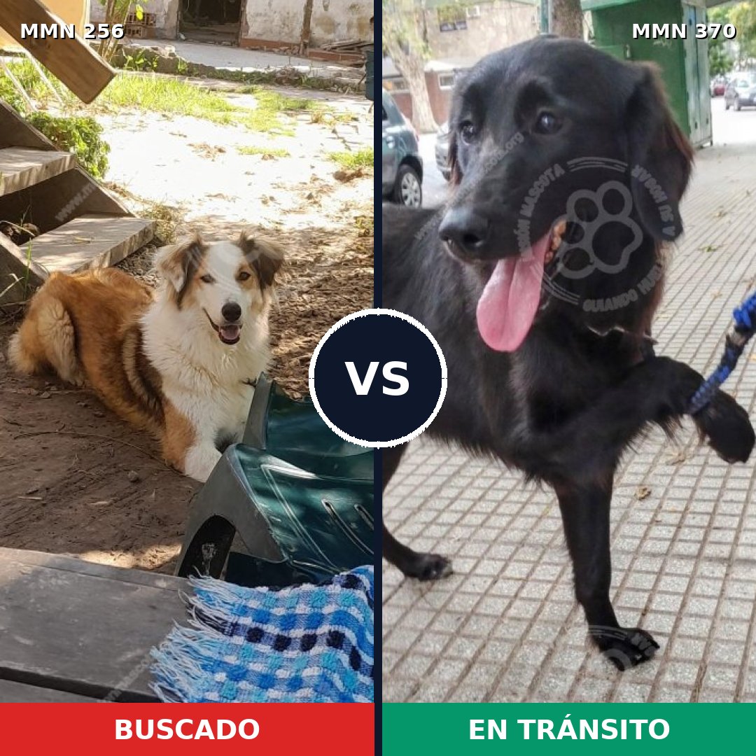Comparativa MMS 5405: mascota perdida y mascota encontrada, 51% de similitud