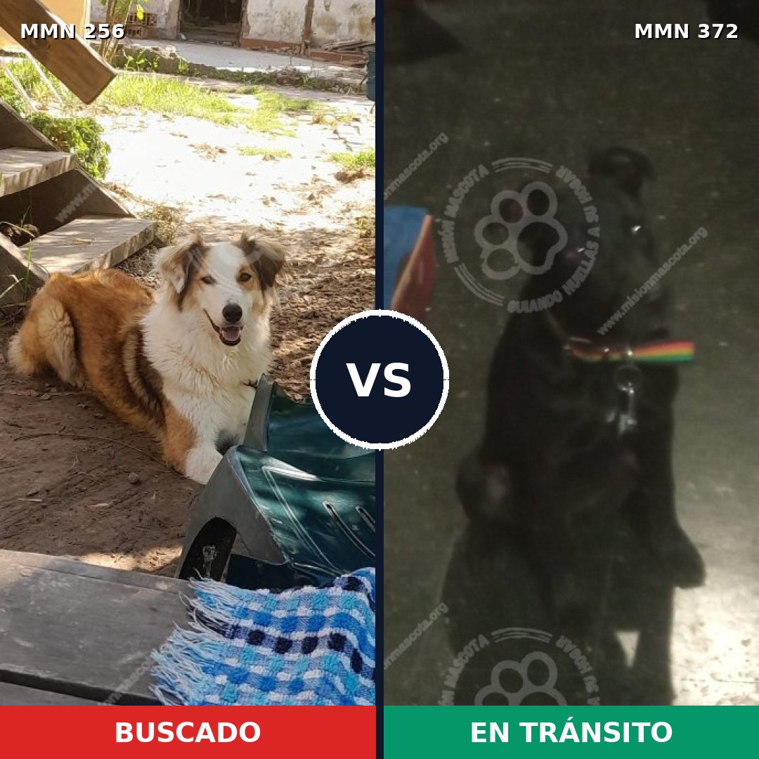Comparativa MMS 5406: mascota perdida y mascota encontrada, 61% de similitud