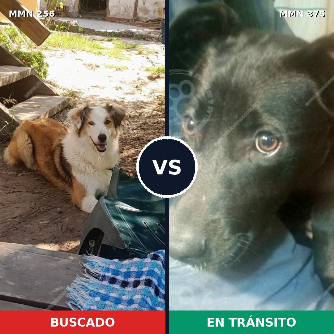 Comparativa MMS 5407: mascota perdida y mascota encontrada, 48% de similitud