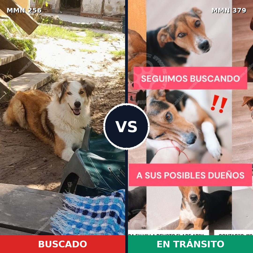 Comparativa MMS 5408: mascota perdida y mascota encontrada, 61% de similitud