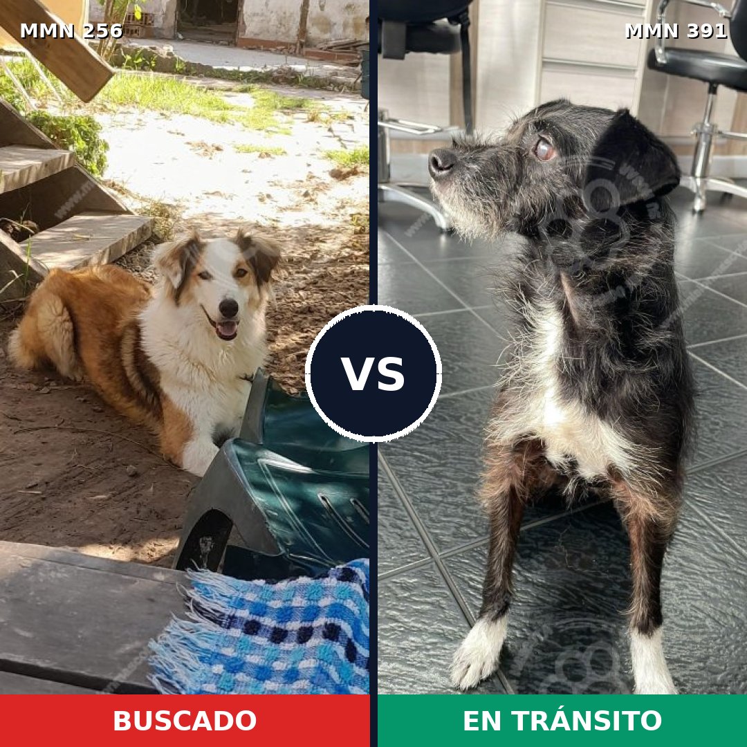 Comparativa MMS 5409: mascota perdida y mascota encontrada, 62% de similitud