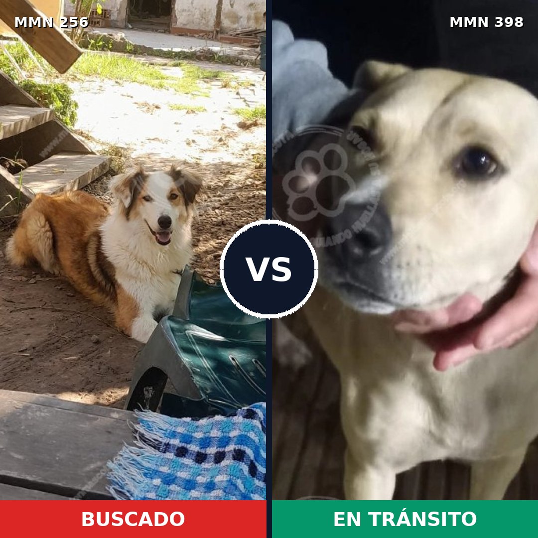 Comparativa MMS 5410: mascota perdida y mascota encontrada, 51% de similitud