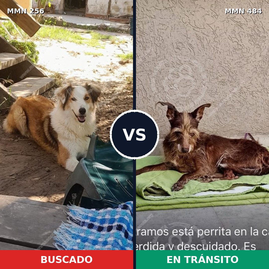 Comparativa MMS 5412: mascota perdida y mascota encontrada, 62% de similitud