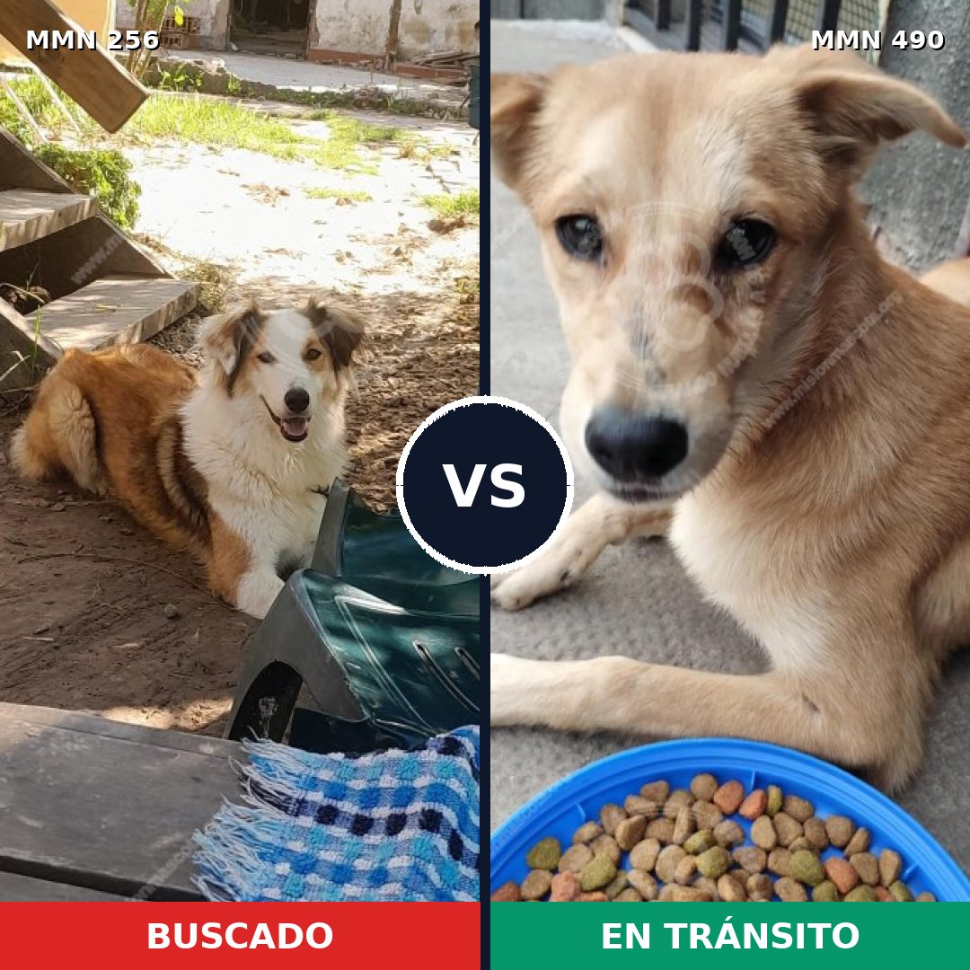 Comparativa MMS 5414: mascota perdida y mascota encontrada, 49% de similitud