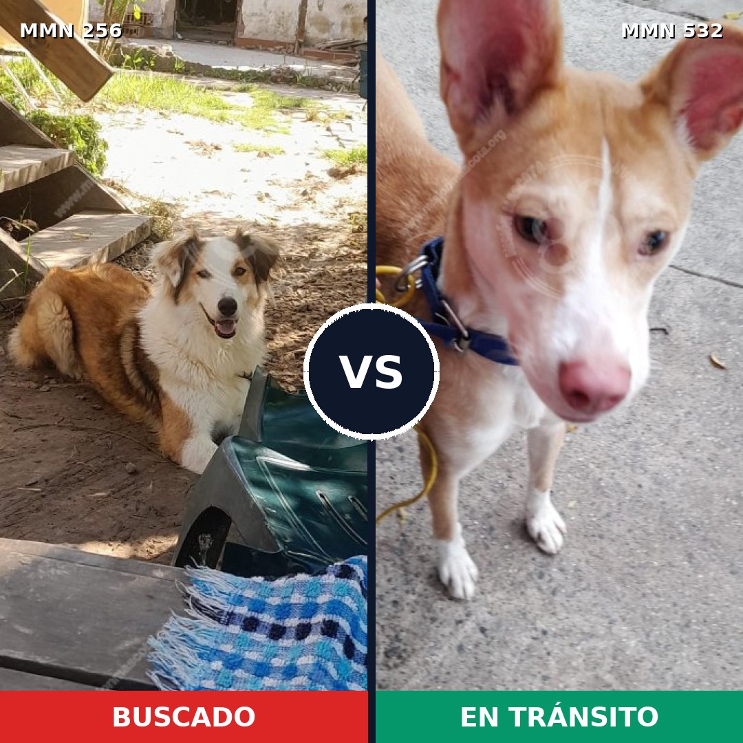 Comparativa MMS 5415: mascota perdida y mascota encontrada, 57% de similitud