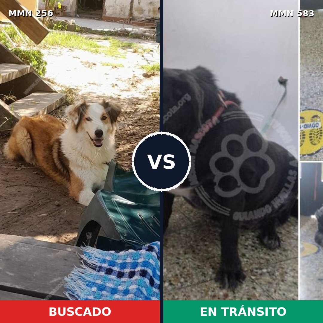 Comparativa MMS 5416: mascota perdida y mascota encontrada, 63% de similitud