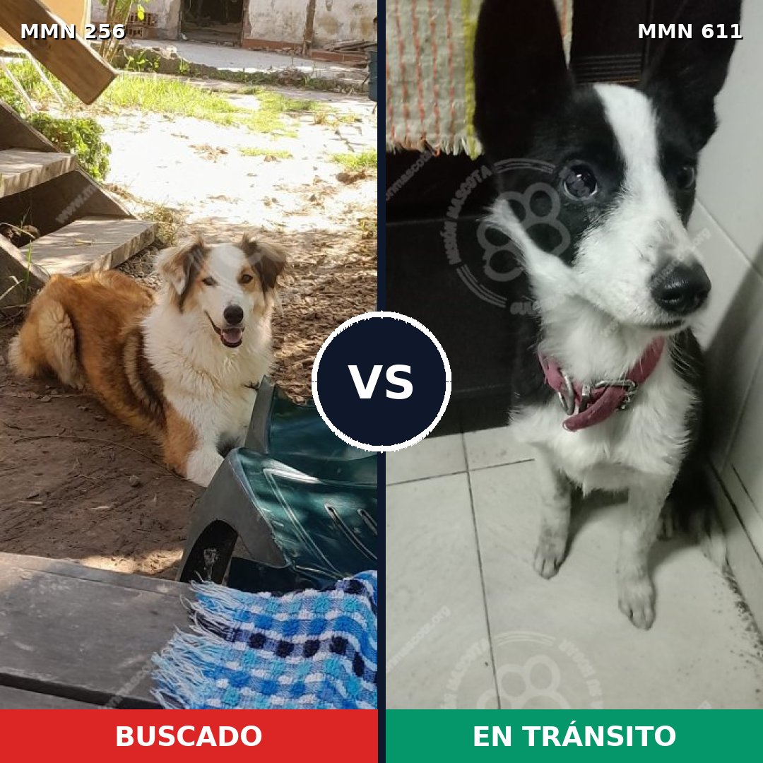 Comparativa MMS 5417: mascota perdida y mascota encontrada, 63% de similitud