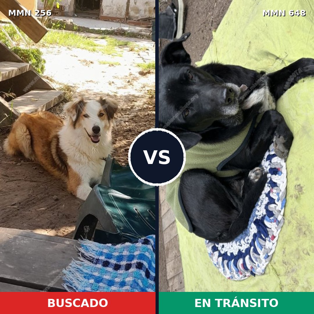 Comparativa MMS 5419: mascota perdida y mascota encontrada, 62% de similitud