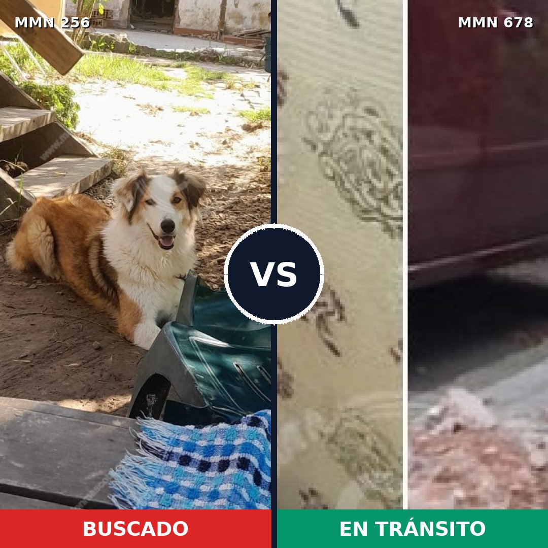 Comparativa MMS 5420: mascota perdida y mascota encontrada, 49% de similitud