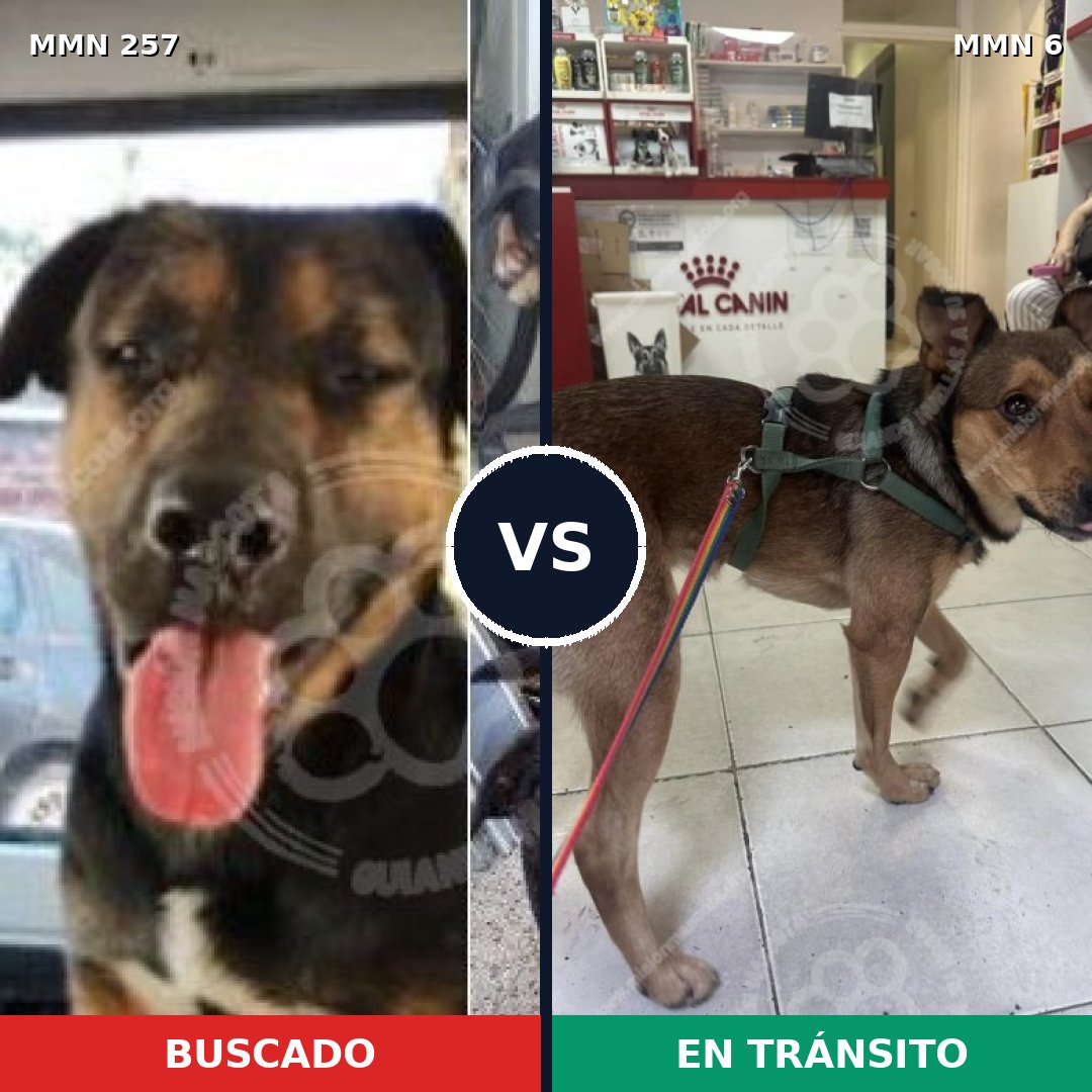 Comparativa MMS 5421: mascota perdida y mascota encontrada, 9% de similitud
