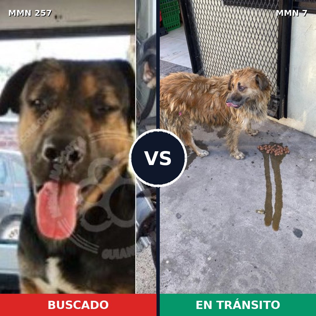 Comparativa MMS 5422: mascota perdida y mascota encontrada, 55% de similitud