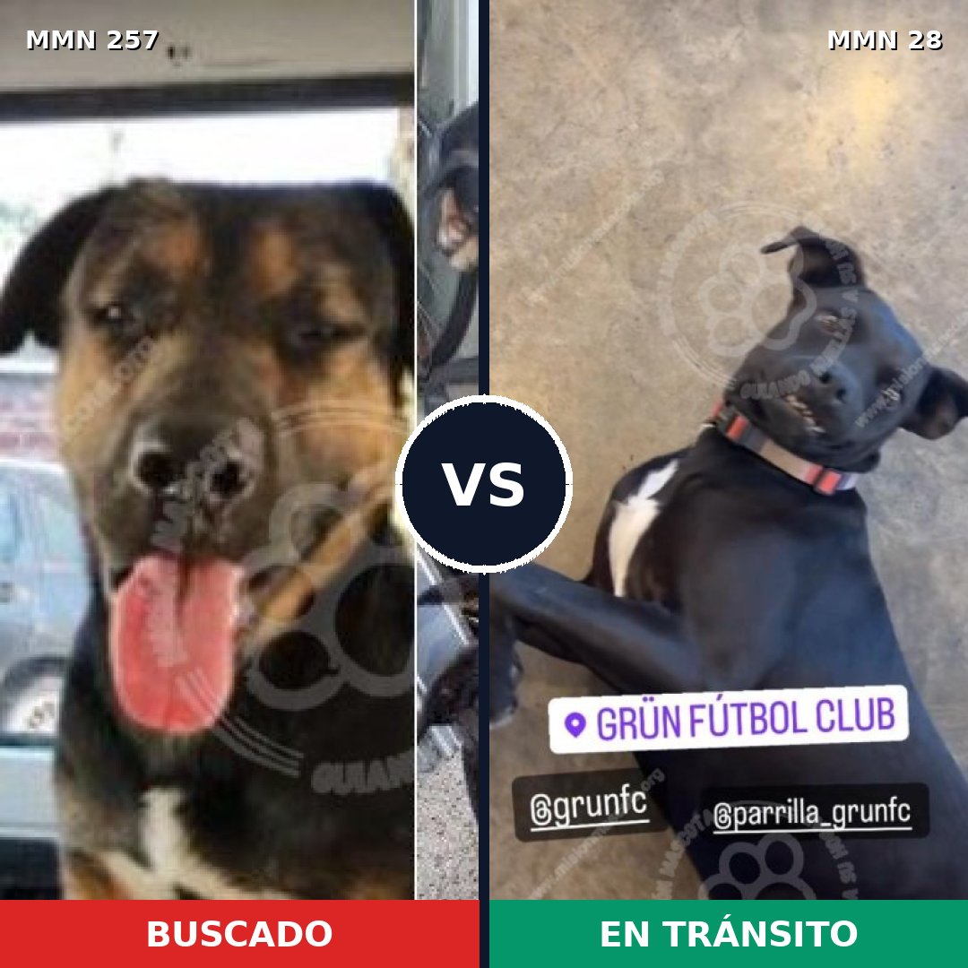 Comparativa MMS 5424: mascota perdida y mascota encontrada, 22% de similitud