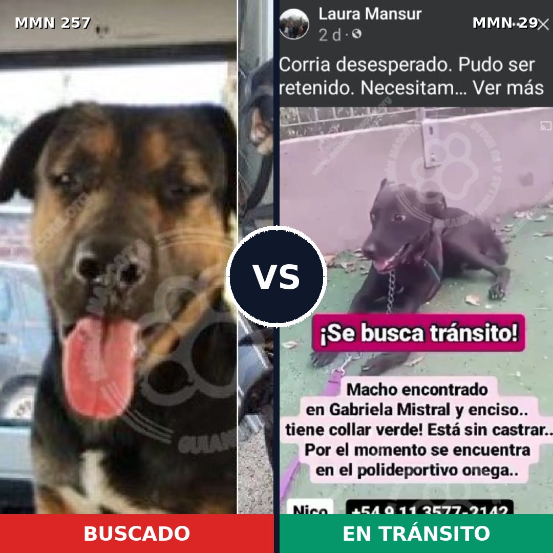 Comparativa MMS 5425: mascota perdida y mascota encontrada, 63% de similitud