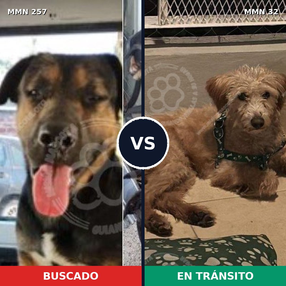 Comparativa MMS 5426: mascota perdida y mascota encontrada, 6% de similitud