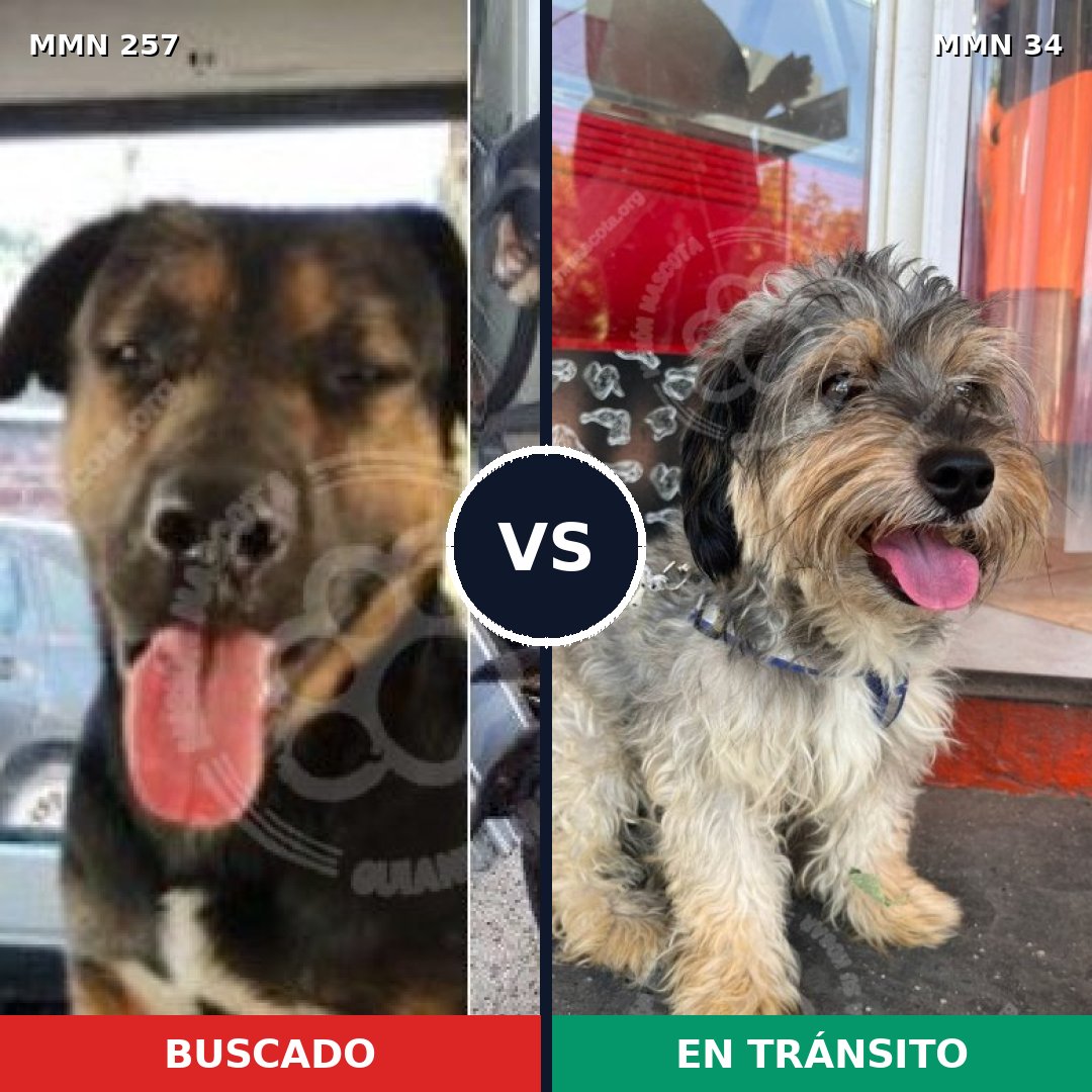 Comparativa MMS 5427: mascota perdida y mascota encontrada, 6% de similitud