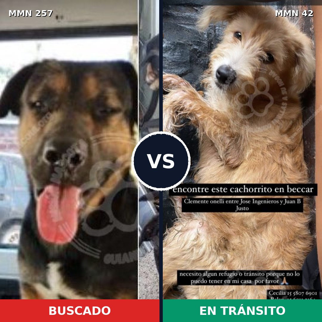 Comparativa MMS 5428: mascota perdida y mascota encontrada, 6% de similitud