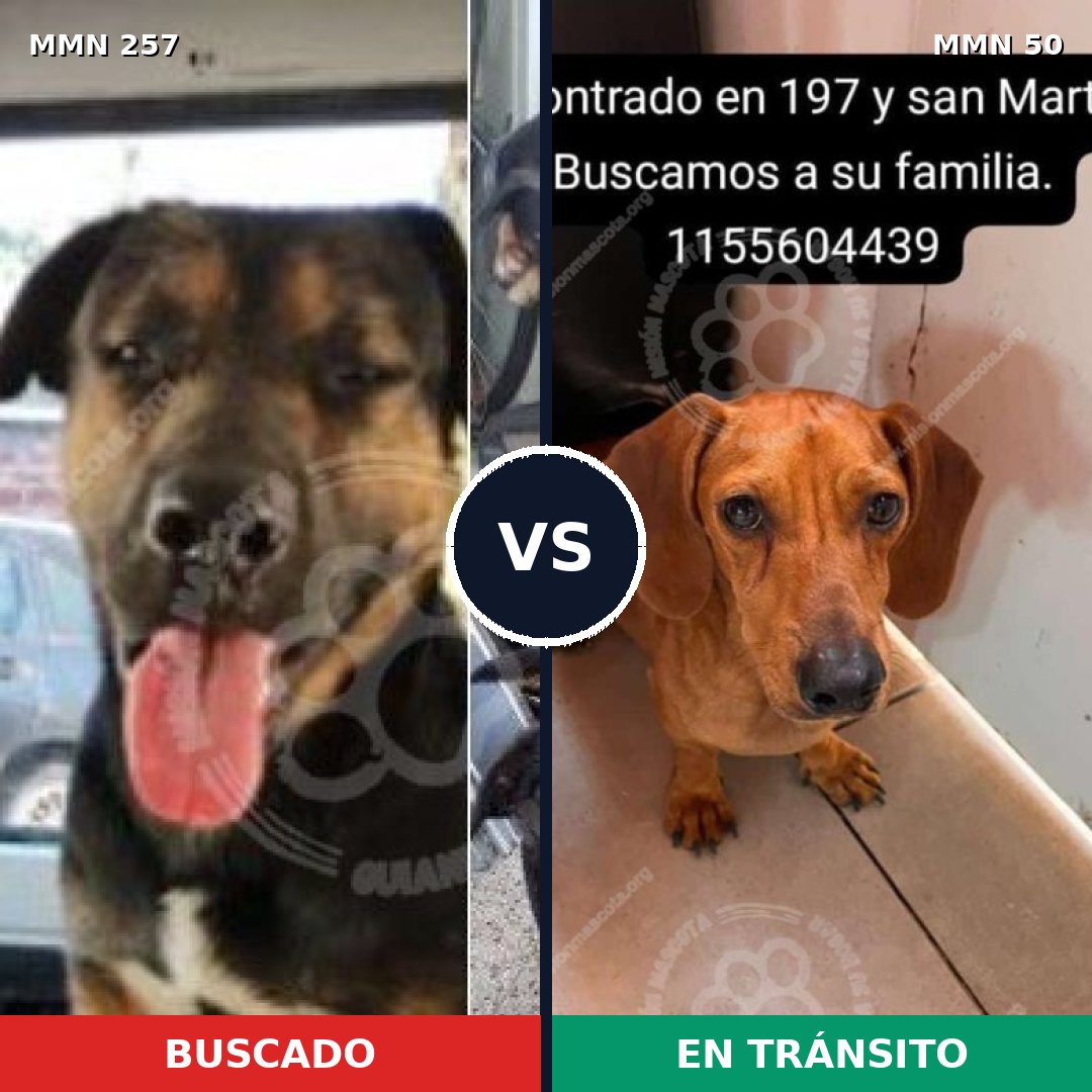 Comparativa MMS 5429: mascota perdida y mascota encontrada, 23% de similitud