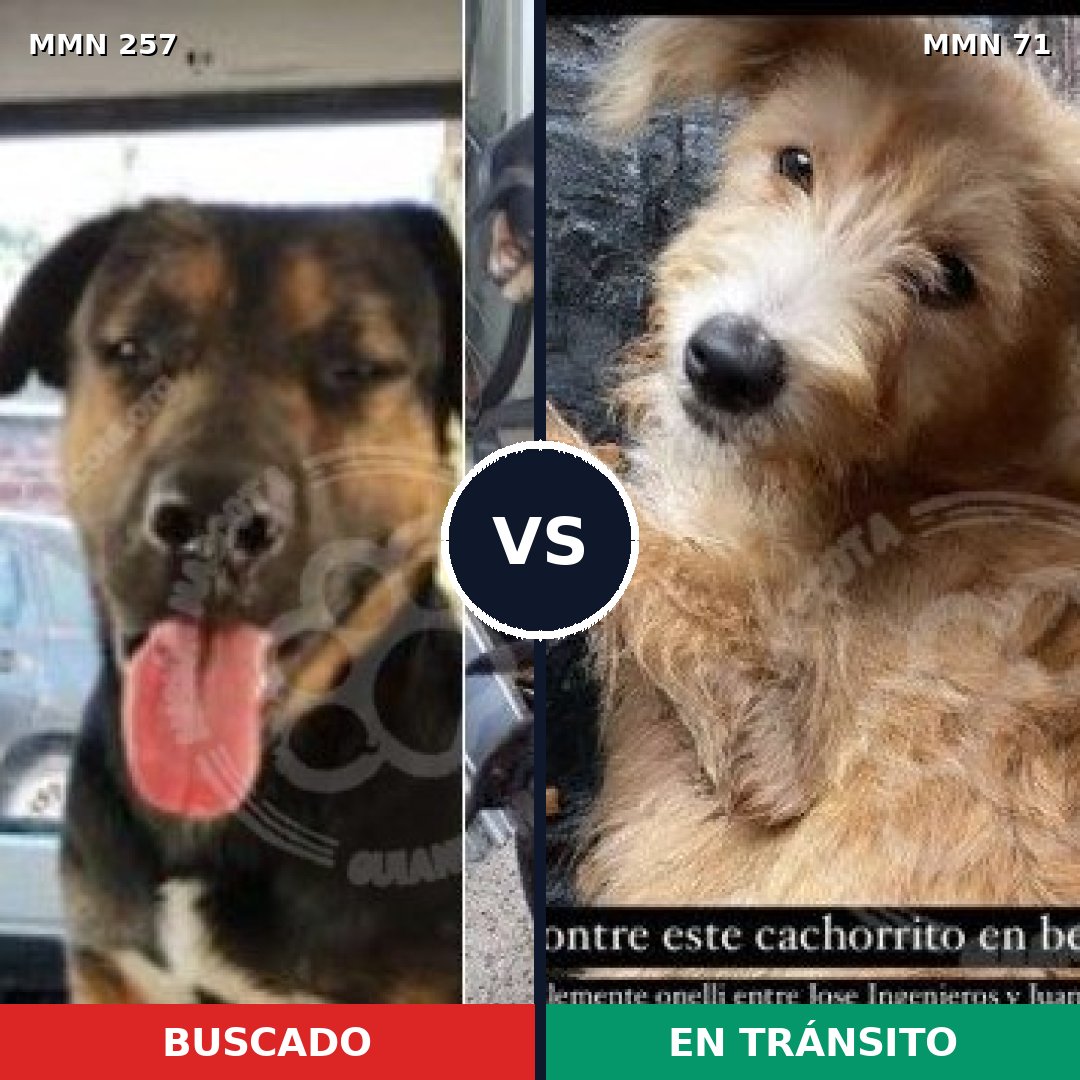 Comparativa MMS 5430: mascota perdida y mascota encontrada, 6% de similitud