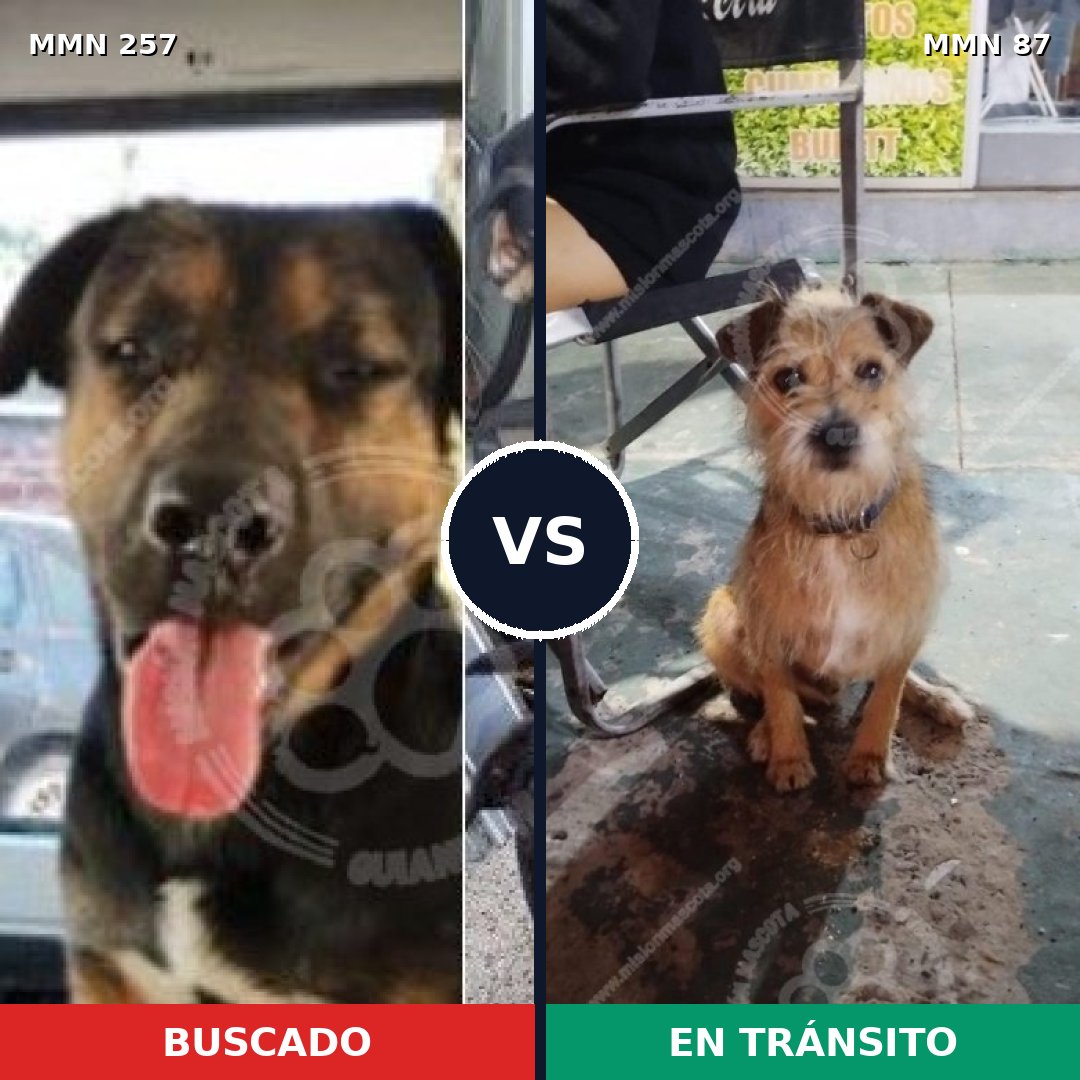 Comparativa MMS 5431: mascota perdida y mascota encontrada, 21% de similitud