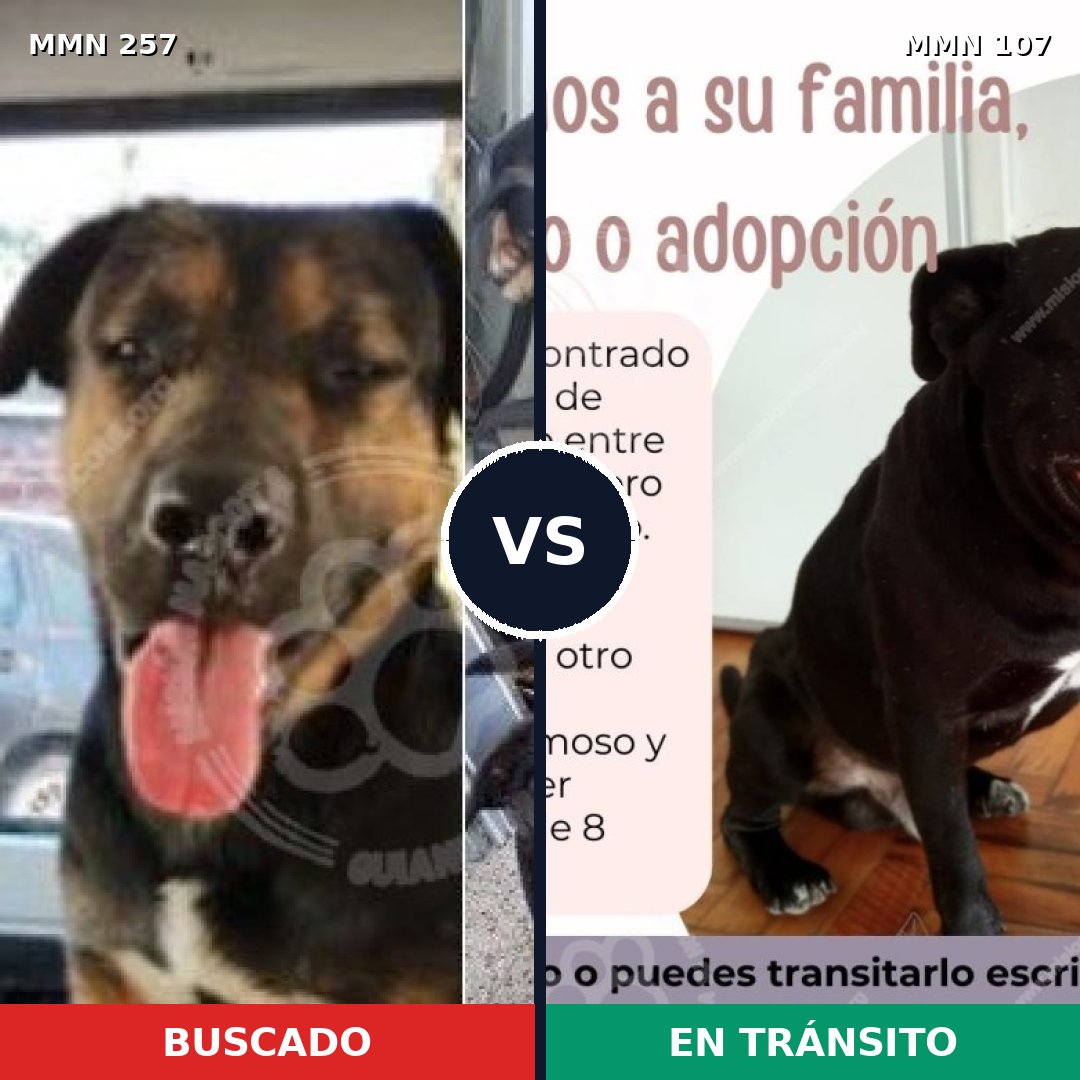Comparativa MMS 5435: mascota perdida y mascota encontrada, 20% de similitud