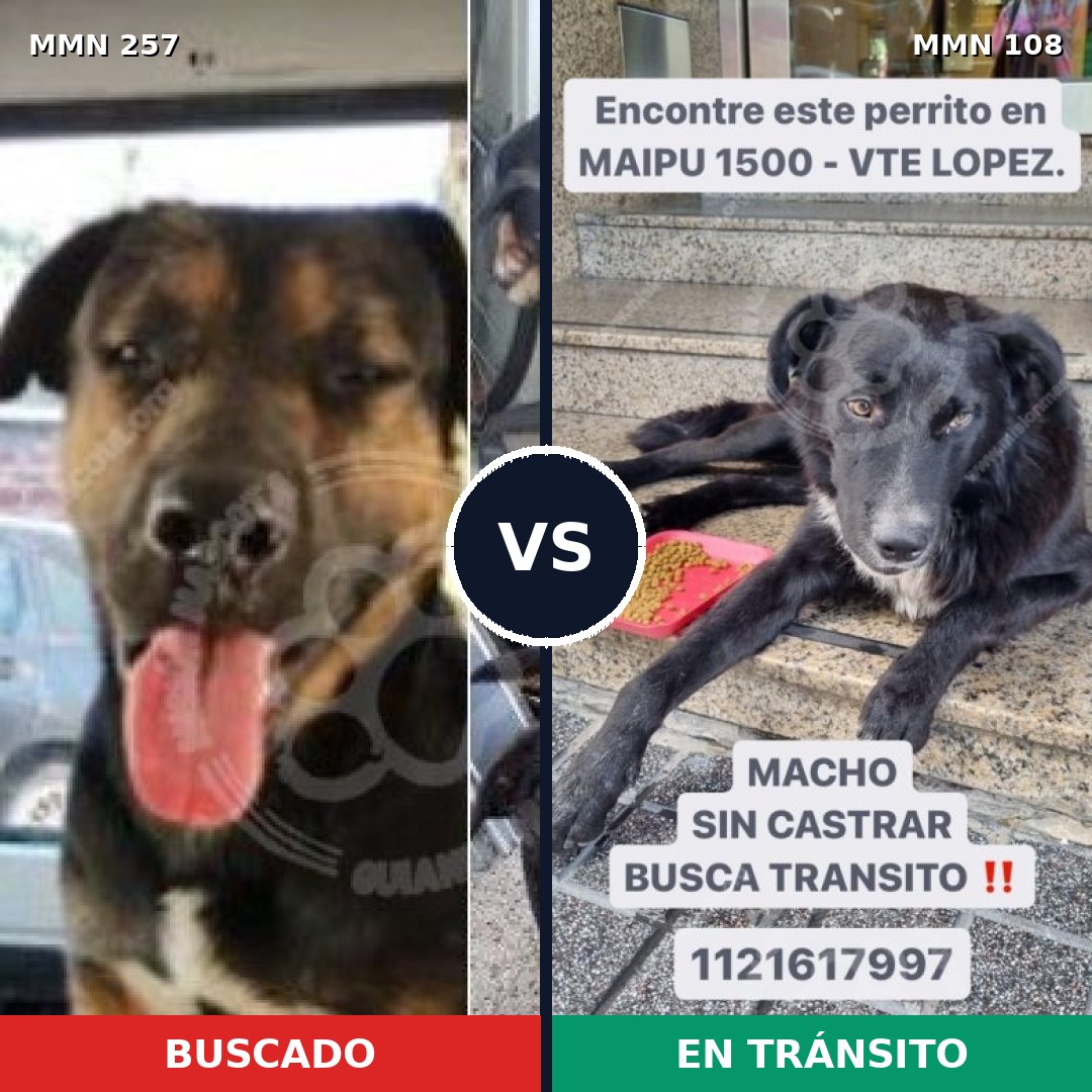 Comparativa MMS 5436: mascota perdida y mascota encontrada, 17% de similitud