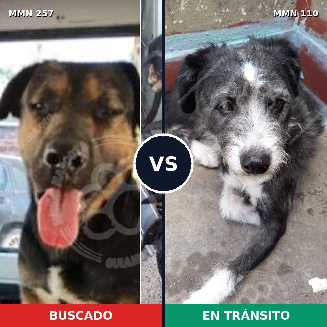 Comparativa MMS 5437: mascota perdida y mascota encontrada, 20% de similitud