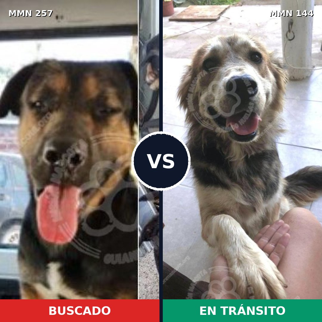 Comparativa MMS 5440: mascota perdida y mascota encontrada, 6% de similitud