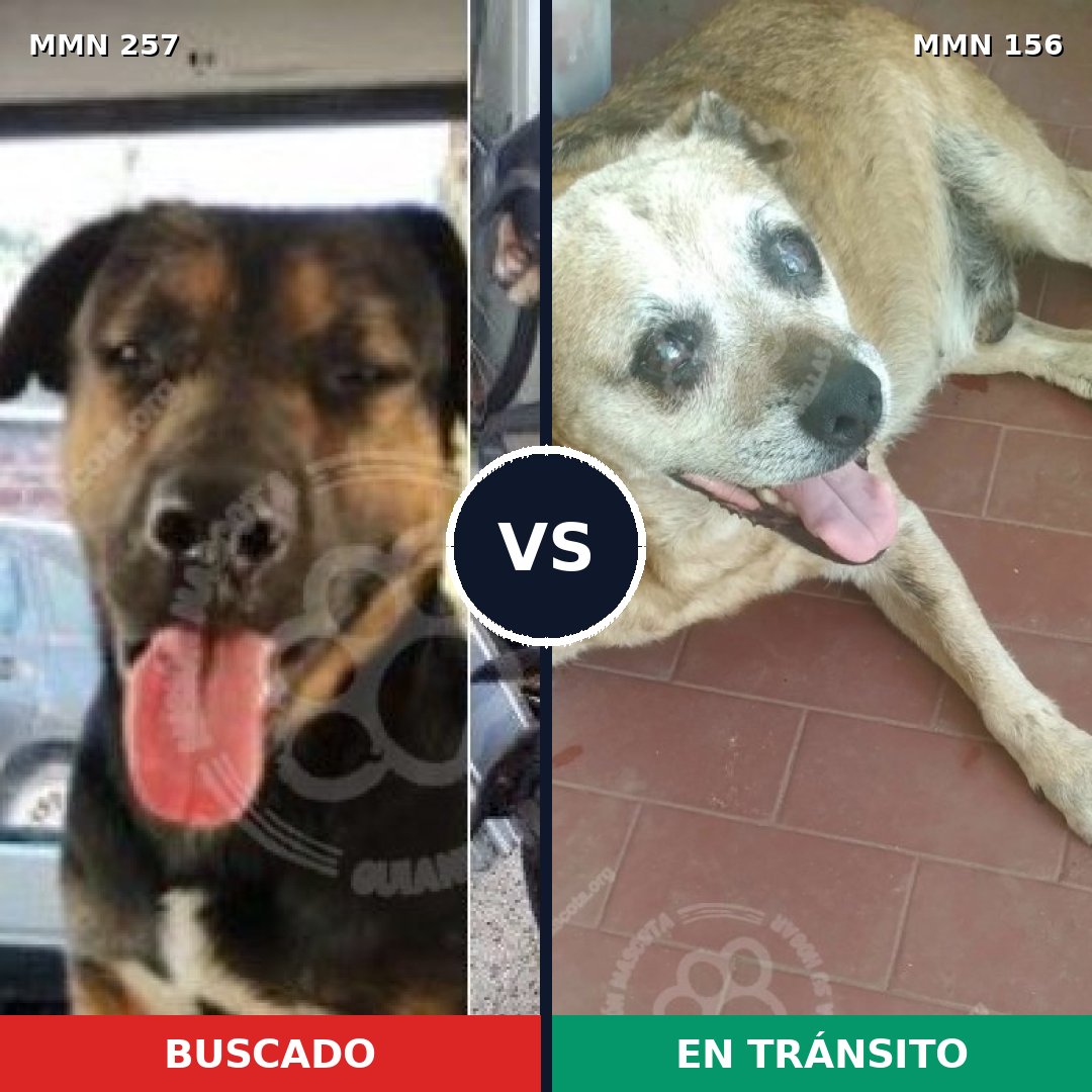 Comparativa MMS 5442: mascota perdida y mascota encontrada, 11% de similitud