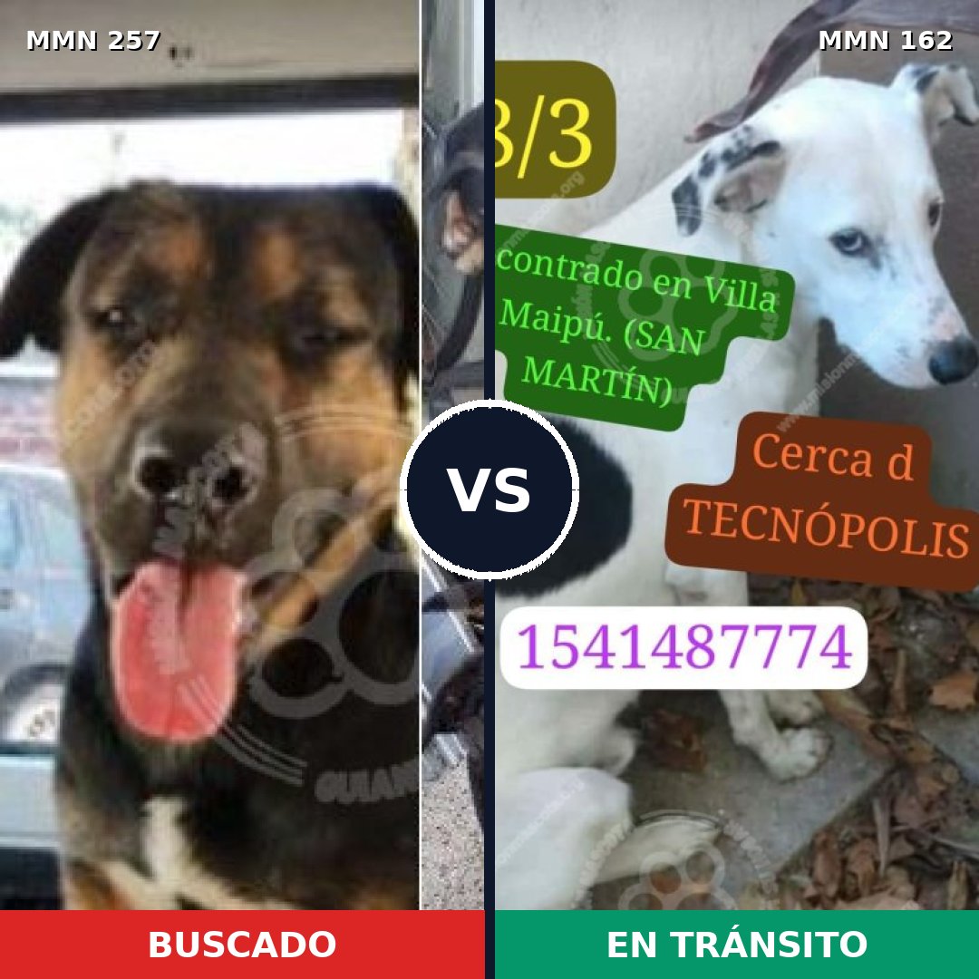 Comparativa MMS 5444: mascota perdida y mascota encontrada, 22% de similitud