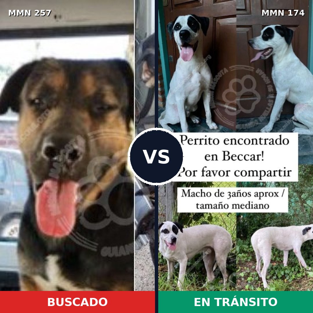 Comparativa MMS 5445: mascota perdida y mascota encontrada, 22% de similitud