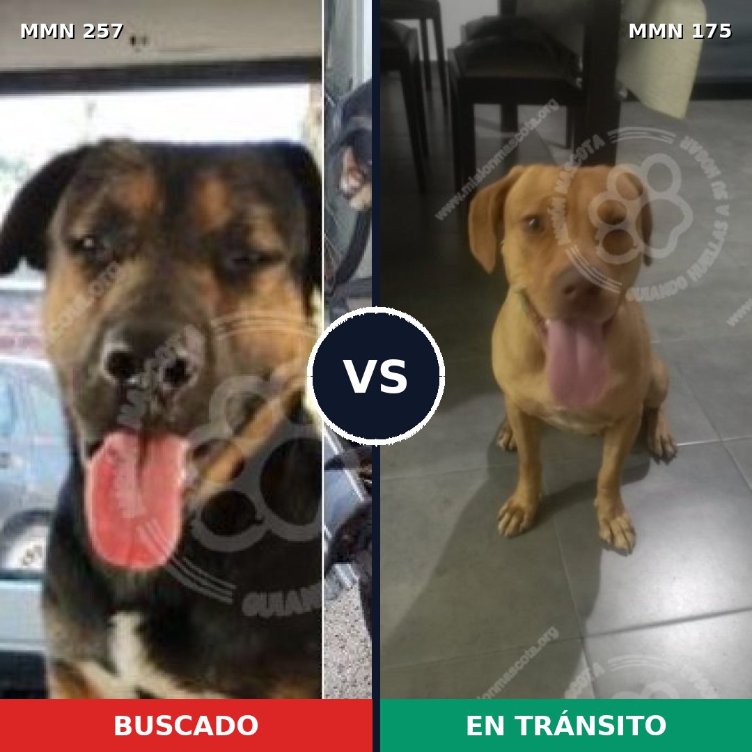 Comparativa MMS 5446: mascota perdida y mascota encontrada, 22% de similitud