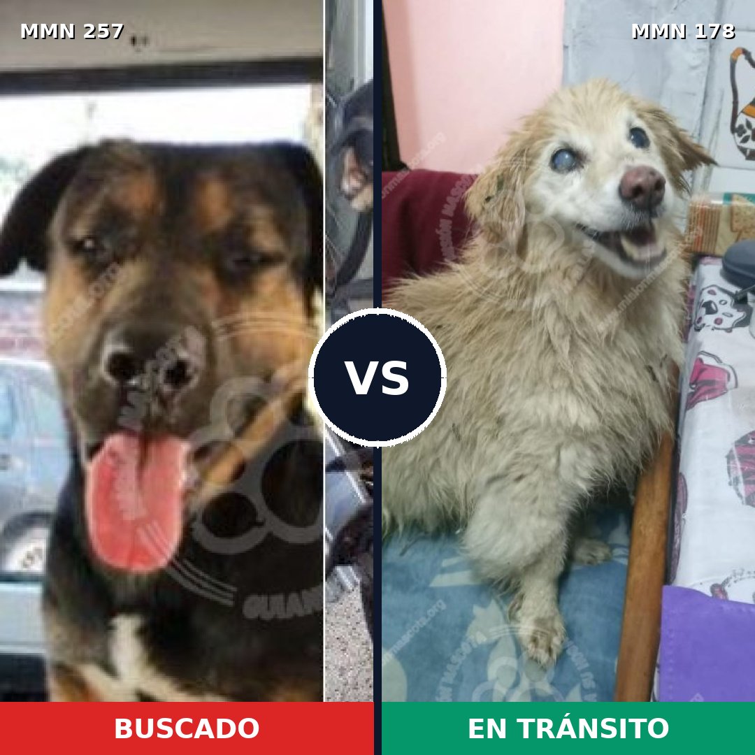 Comparativa MMS 5447: mascota perdida y mascota encontrada, 6% de similitud