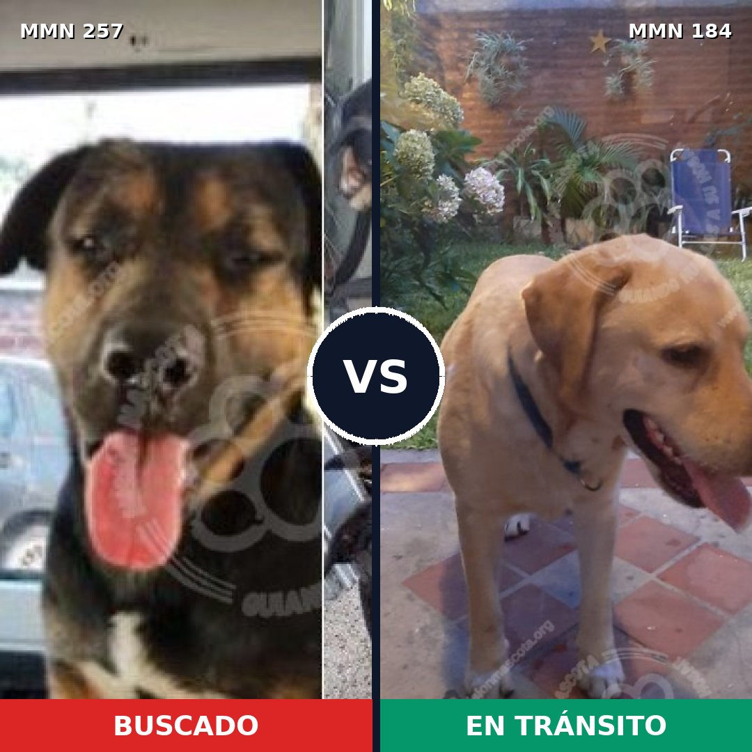 Comparativa MMS 5448: mascota perdida y mascota encontrada, 51% de similitud