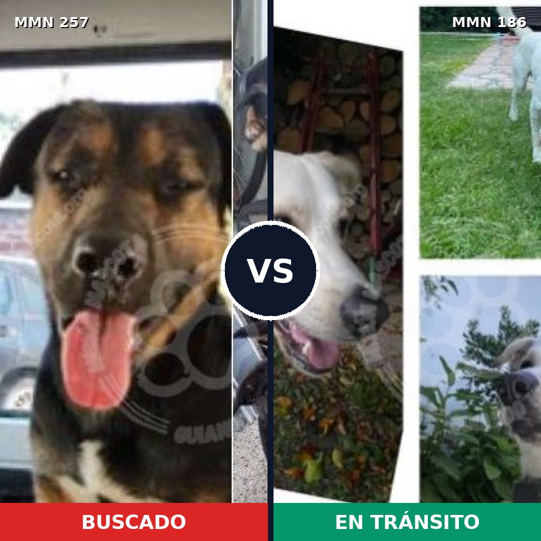 Comparativa MMS 5449: mascota perdida y mascota encontrada, 6% de similitud
