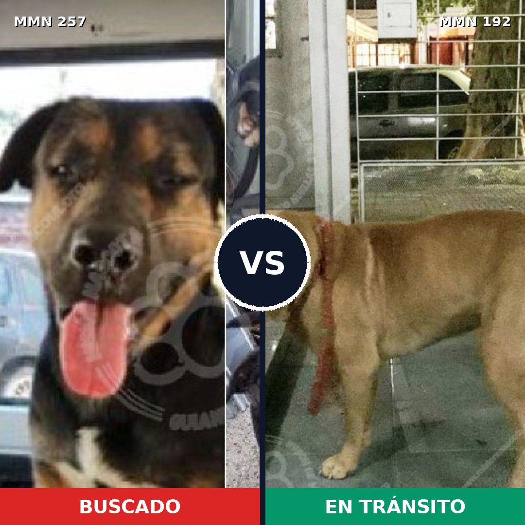 Comparativa MMS 5451: mascota perdida y mascota encontrada, 71% de similitud