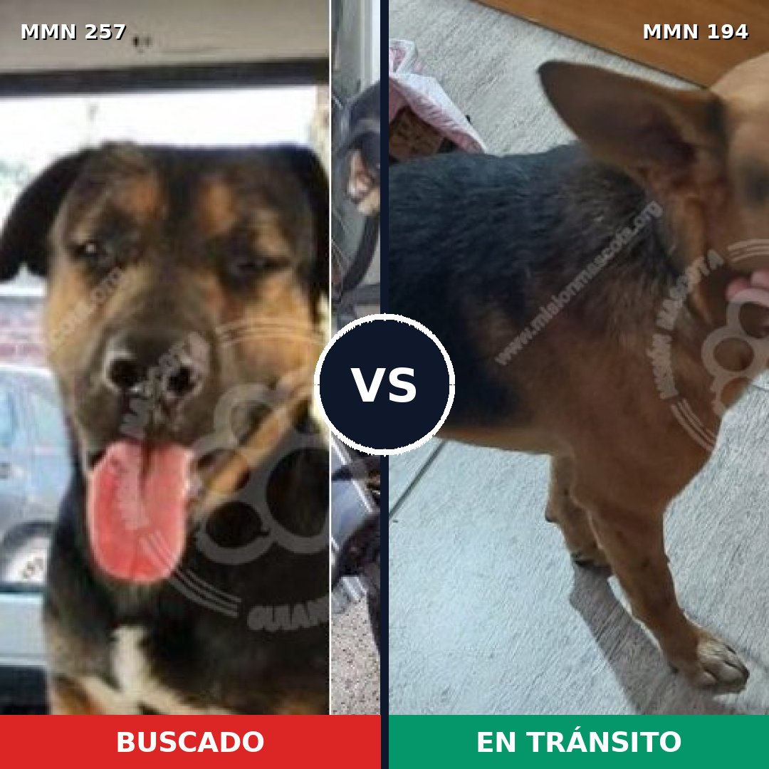 Comparativa MMS 5452: mascota perdida y mascota encontrada, 47% de similitud