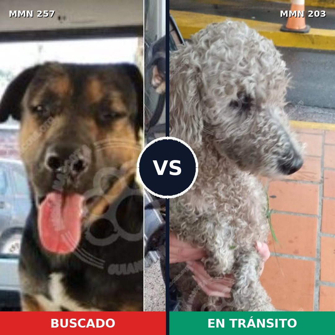 Comparativa MMS 5453: mascota perdida y mascota encontrada, 8% de similitud