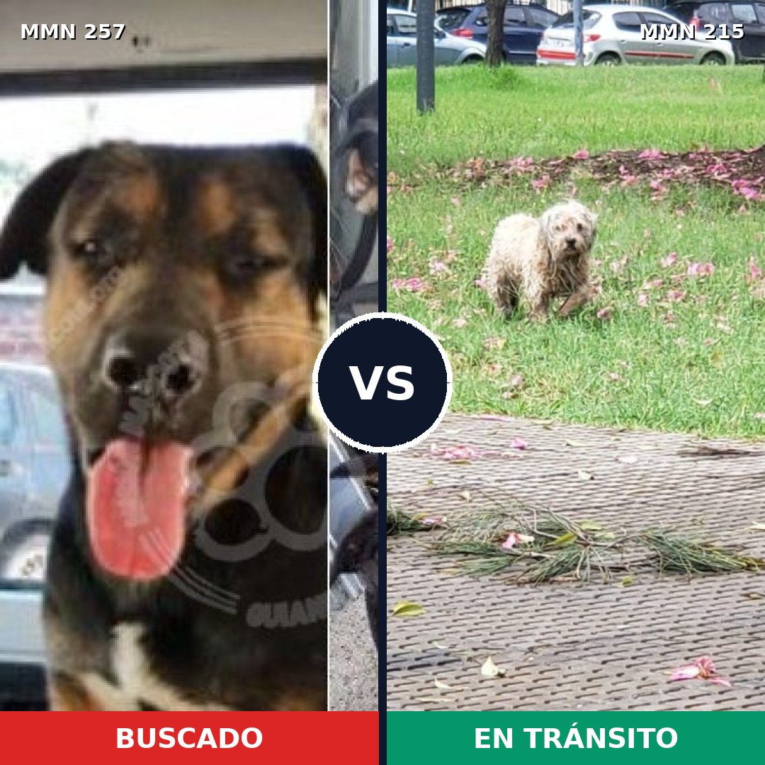Comparativa MMS 5454: mascota perdida y mascota encontrada, 6% de similitud