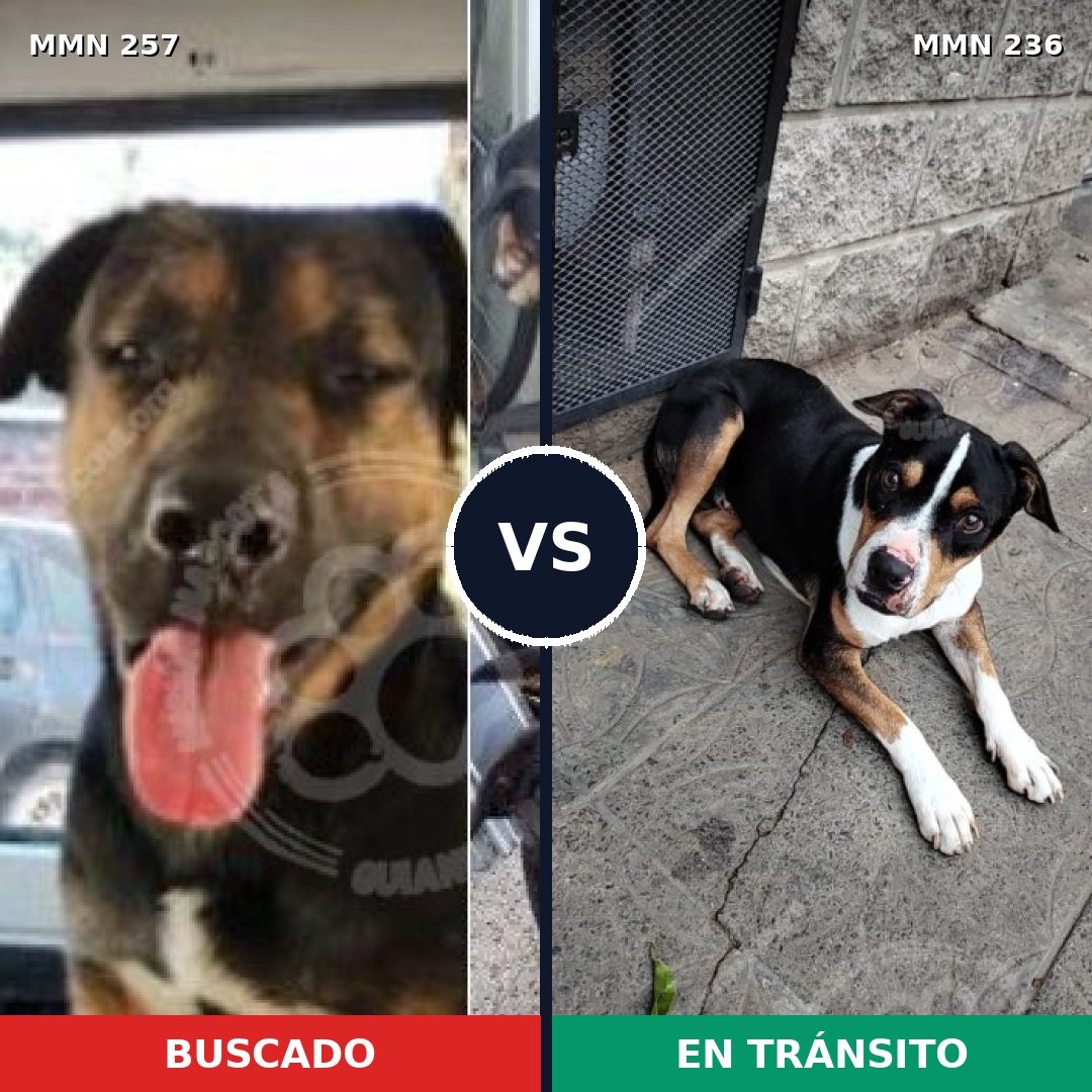 Comparativa MMS 5455: mascota perdida y mascota encontrada, 23% de similitud