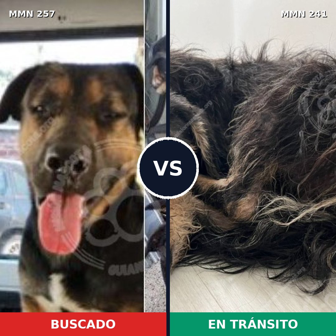 Comparativa MMS 5456: mascota perdida y mascota encontrada, 20% de similitud
