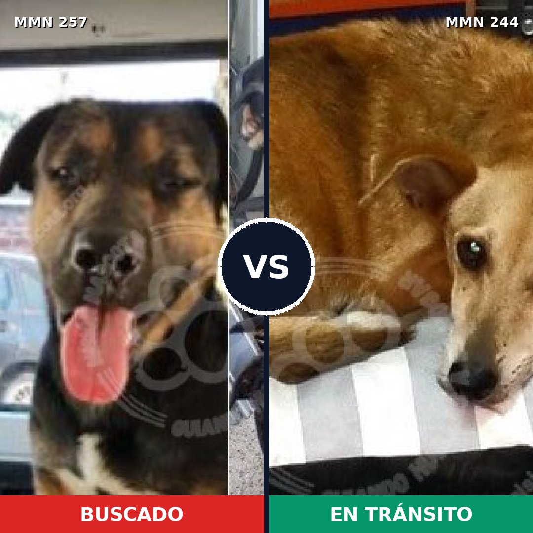 Comparativa MMS 5457: mascota perdida y mascota encontrada, 21% de similitud