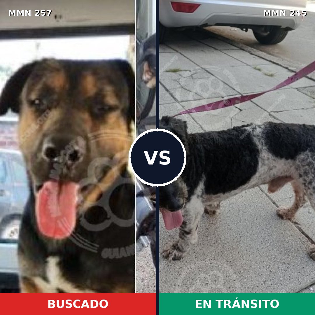 Comparativa MMS 5458: mascota perdida y mascota encontrada, 21% de similitud