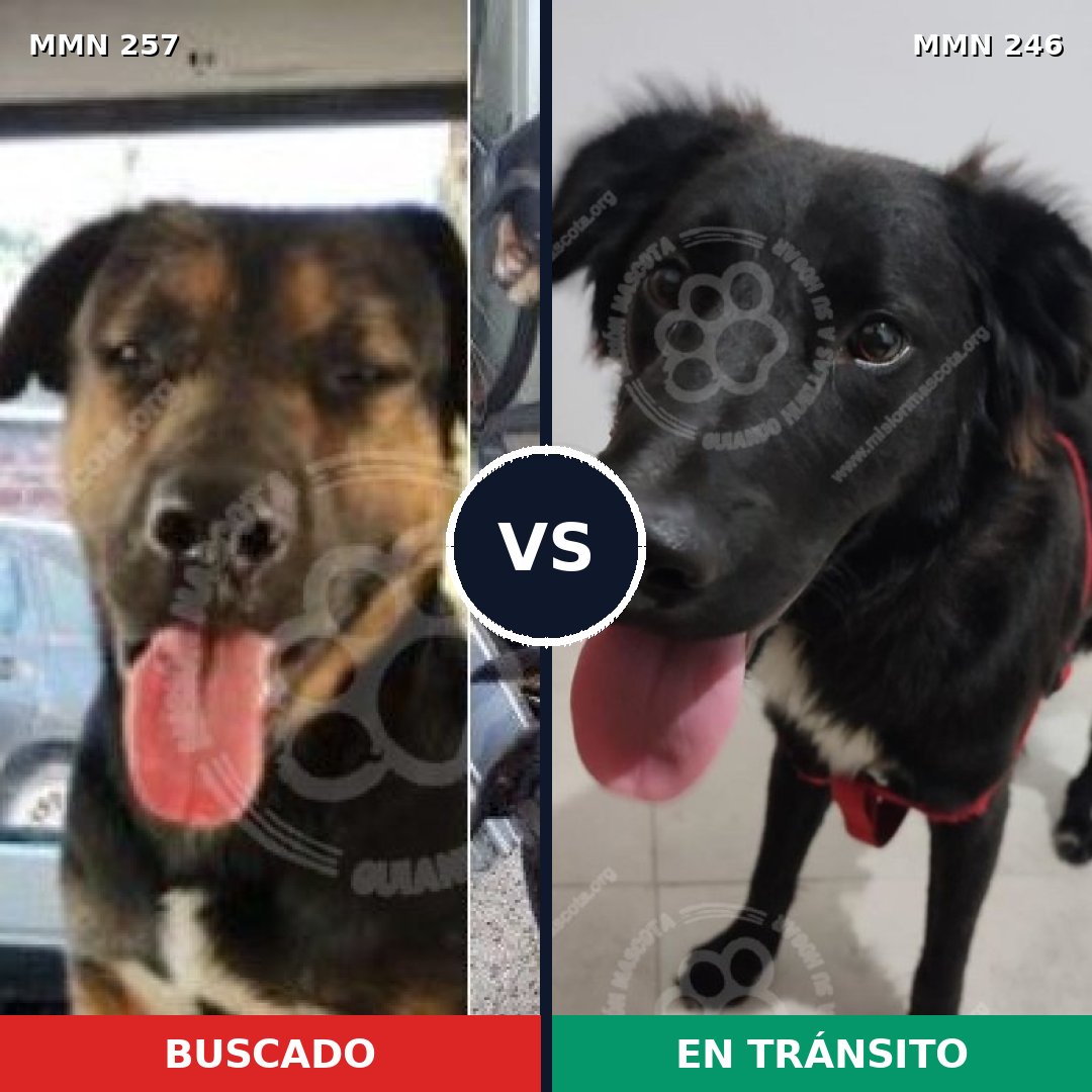 Comparativa MMS 5459: mascota perdida y mascota encontrada, 31% de similitud