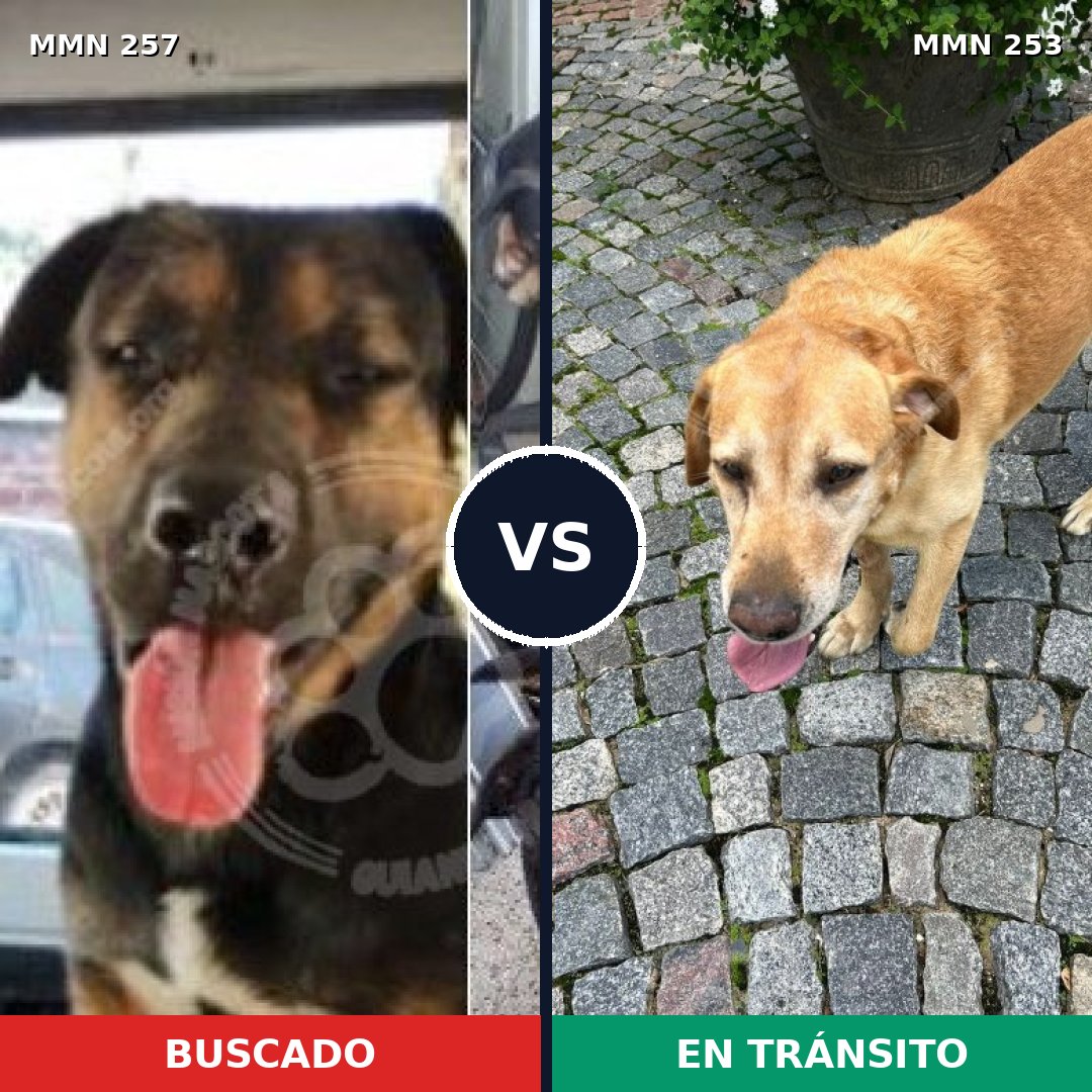Comparativa MMS 5460: mascota perdida y mascota encontrada, 63% de similitud
