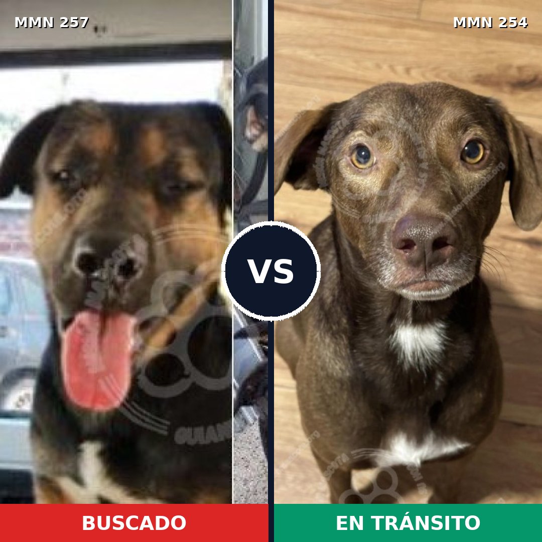 Comparativa MMS 5461: mascota perdida y mascota encontrada, 6% de similitud