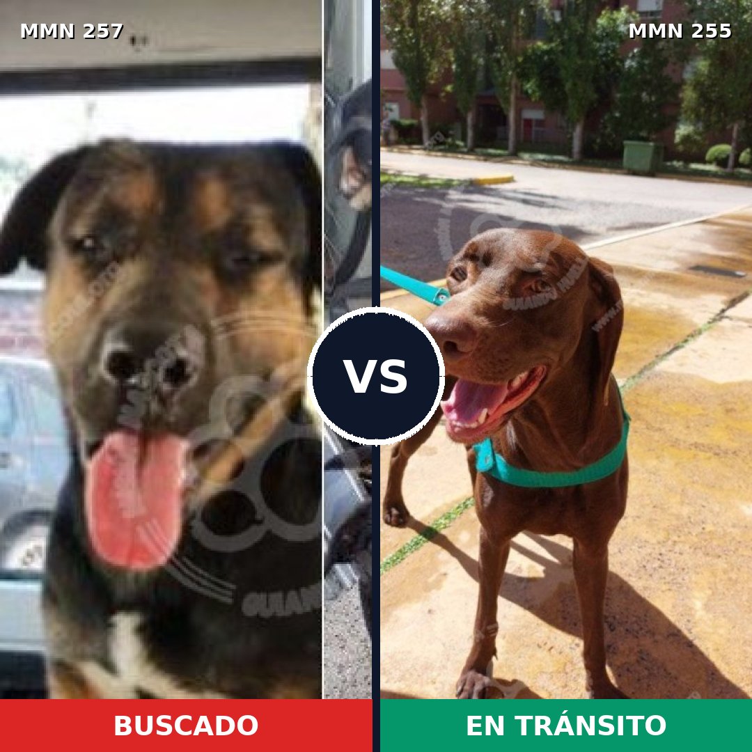 Comparativa MMS 5462: mascota perdida y mascota encontrada, 47% de similitud