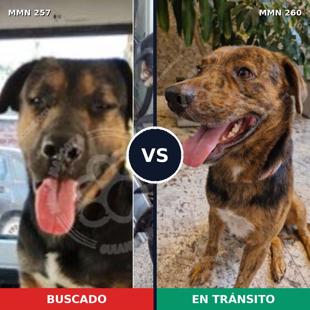 Comparativa MMS 5463: mascota perdida y mascota encontrada, 79% de similitud