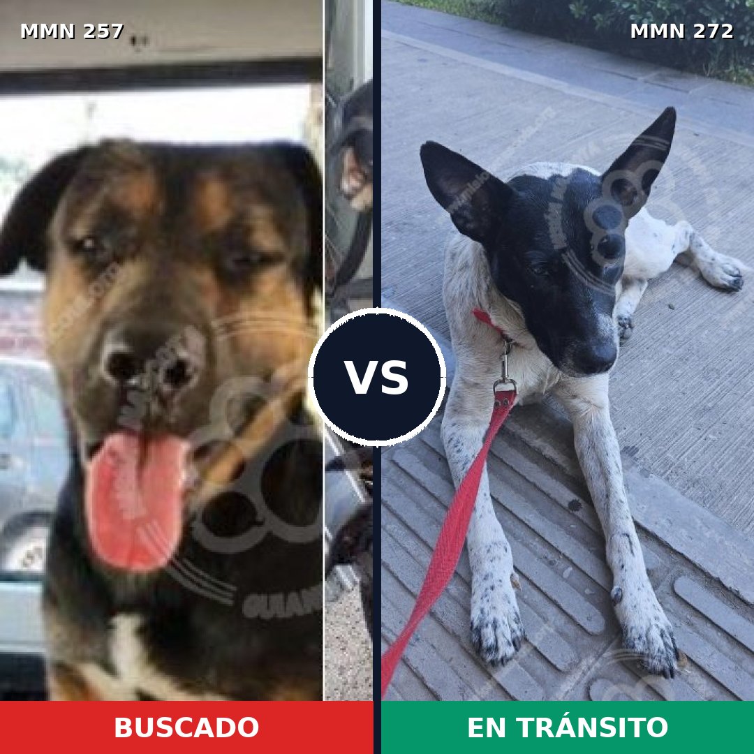 Comparativa MMS 5464: mascota perdida y mascota encontrada, 61% de similitud