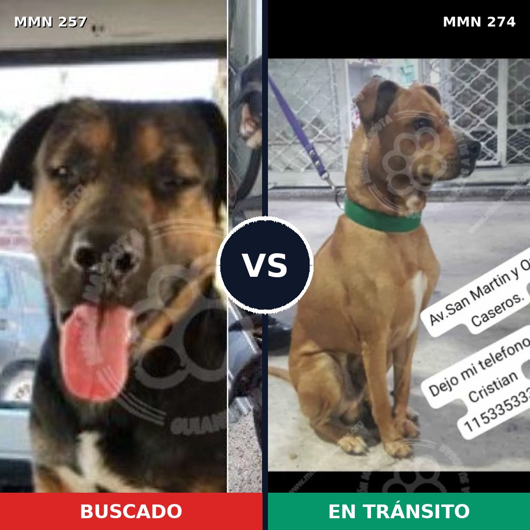 Comparativa MMS 5465: mascota perdida y mascota encontrada, 10% de similitud