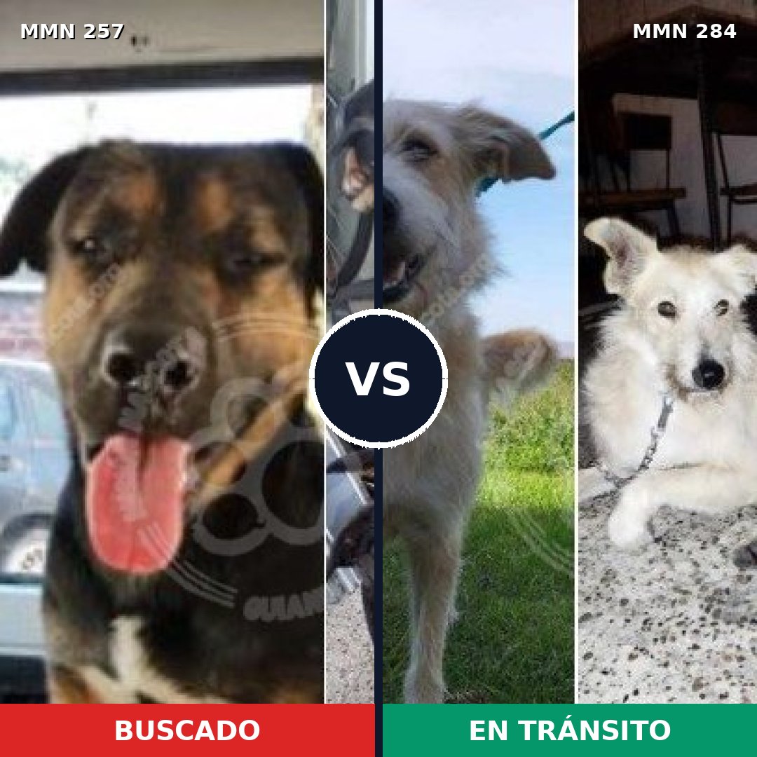 Comparativa MMS 5466: mascota perdida y mascota encontrada, 8% de similitud